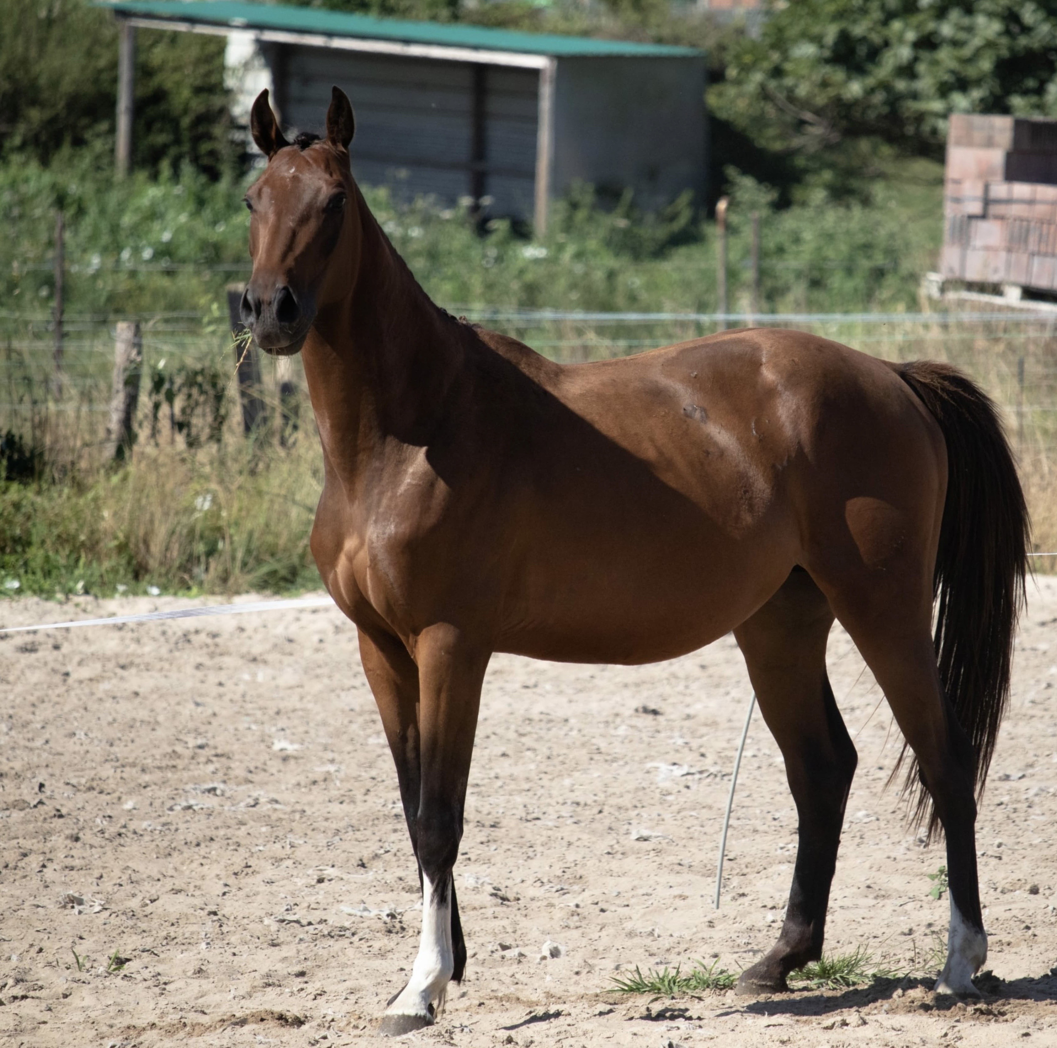 horse
